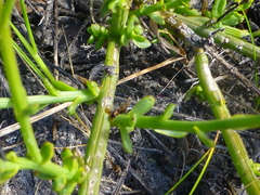 Thesium macrostachyum