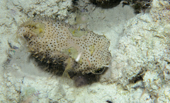 Chilomycterus antennatus