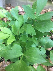 Angiospermae