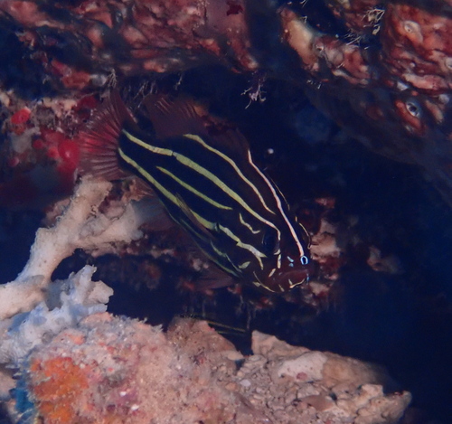 Grammistes sexlineatus observed 2026-08-13