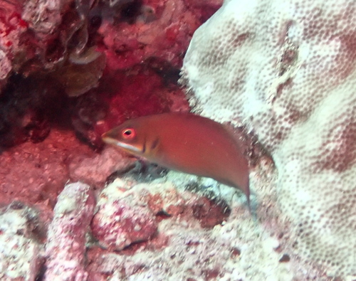 Pseudocheilinus evanidus observed 2026-08-13