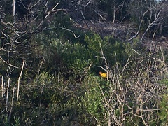 Ploceus capensis