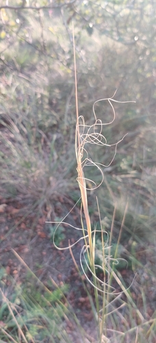 Stipa capillata, photograph 6