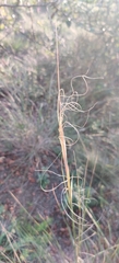 Stipa capillata, photograph (c) Ondřej Křivan, some rights reserved (CC BY)