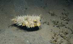 Chilomycterus antillarum