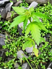 Magnoliopsida
