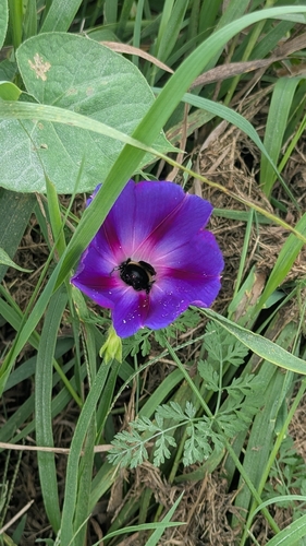 American Bumble Bee