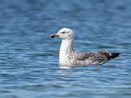 iNaturalist: (c) Gabriel Delasala, some rights reserved (CC BY-NC), uploaded by Gabriel Delasala iNaturalist image