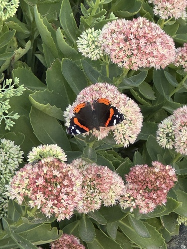 Red Admiral