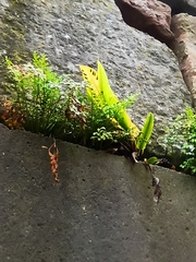 Asplenium scolopendrium