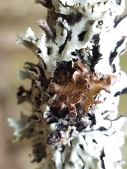 Tuckermanopsis sepincola