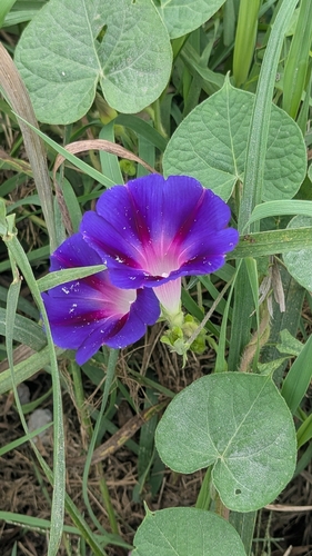 common morning-glory