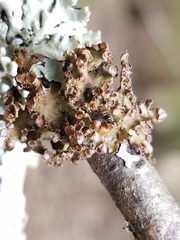 Tuckermanopsis sepincola