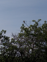 Emberiza citrinella