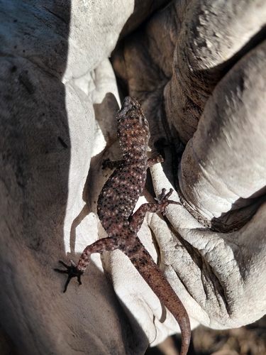 Common Prickly Gecko