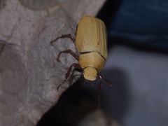 Cyphochilus apicalis