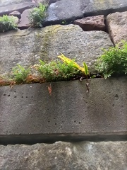 Asplenium scolopendrium