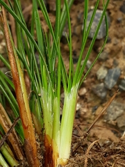 Juncus dichotomus