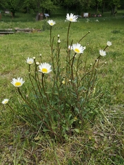 Leucanthemum vulgare