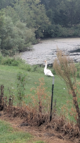 Trumpeter Swan