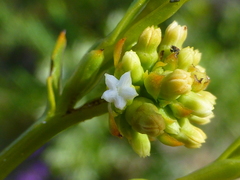 Thesium macrostachyum