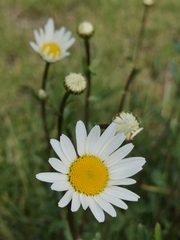Leucanthemum vulgare