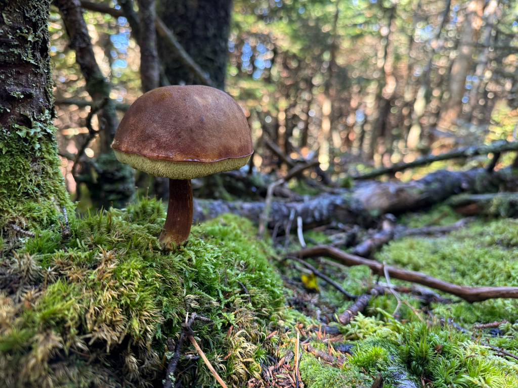 Bay Bolete · September 2026 · photo: Photo: (c) Rajan Rao, some rights reserved (CC BY) · iNaturalist