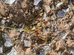 Juncus dichotomus