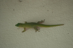 Phelsuma kochi