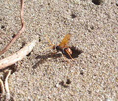 Cryptocheilus australis