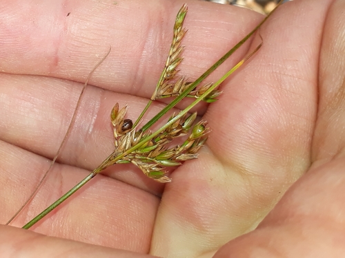 Image of Juncus dichotomus by (c) Leon Perrie, some rights reserved (CC BY)