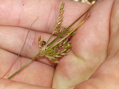 Juncus dichotomus