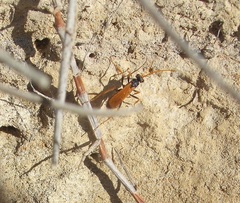 Cryptocheilus australis