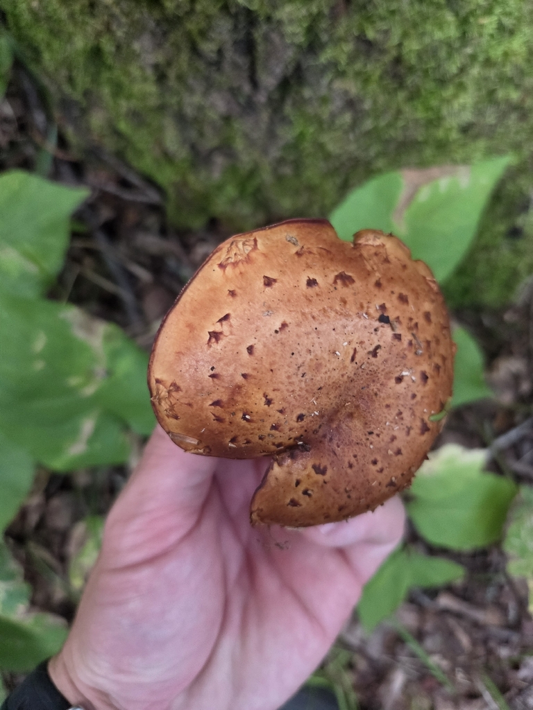 Hemistropharia albocrenulata · September 2026 · photo: Photo: (c) Charlie Pavlisich, some rights reserved (CC BY) · iNaturalist