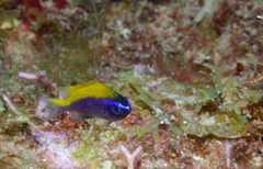 Chromis insolata