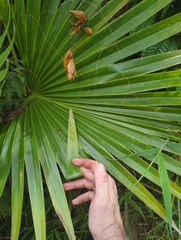 Pritchardia kaalae