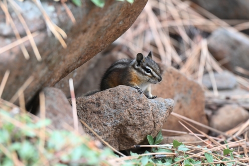 iNaturalist observation photo of Western Chipmunks