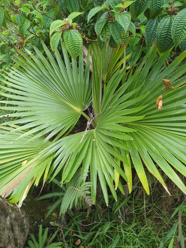 Pritchardia kaalae, photograph 2