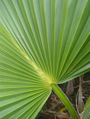 Pritchardia kaalae, photograph author not stated, no rights reserved