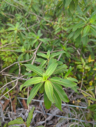 Coprosma longifolia observed 2026-09-05