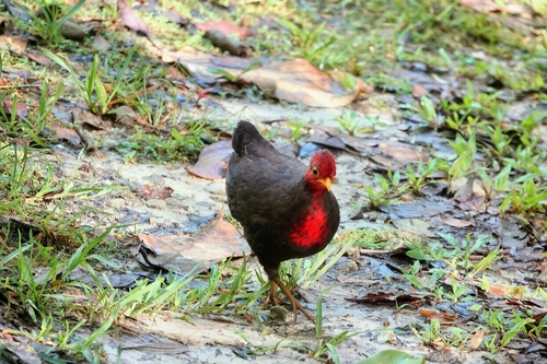 Crimson-headed Partridge