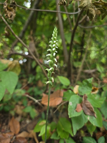 Oval Ladies' Tresses