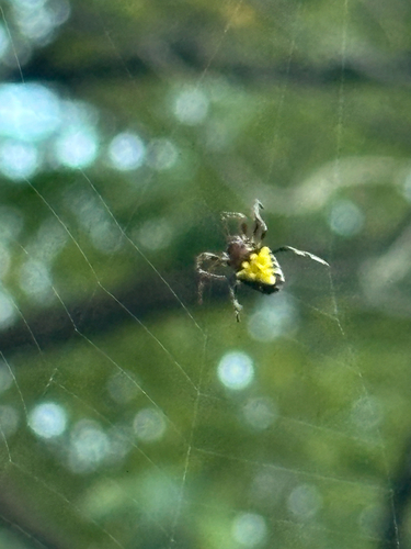 Arrowhead Orbweaver