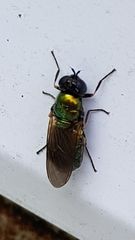 Chloromyia