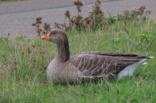 Greylag Goose