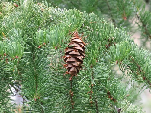 Douglas-fir
