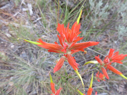 Wyoming Paintbrush