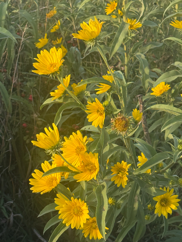 Maximilian sunflower