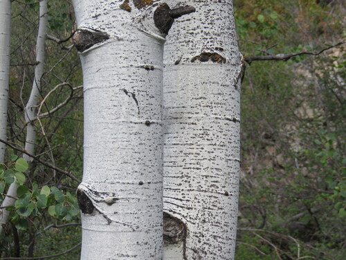 quaking aspen