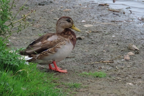 Mallard